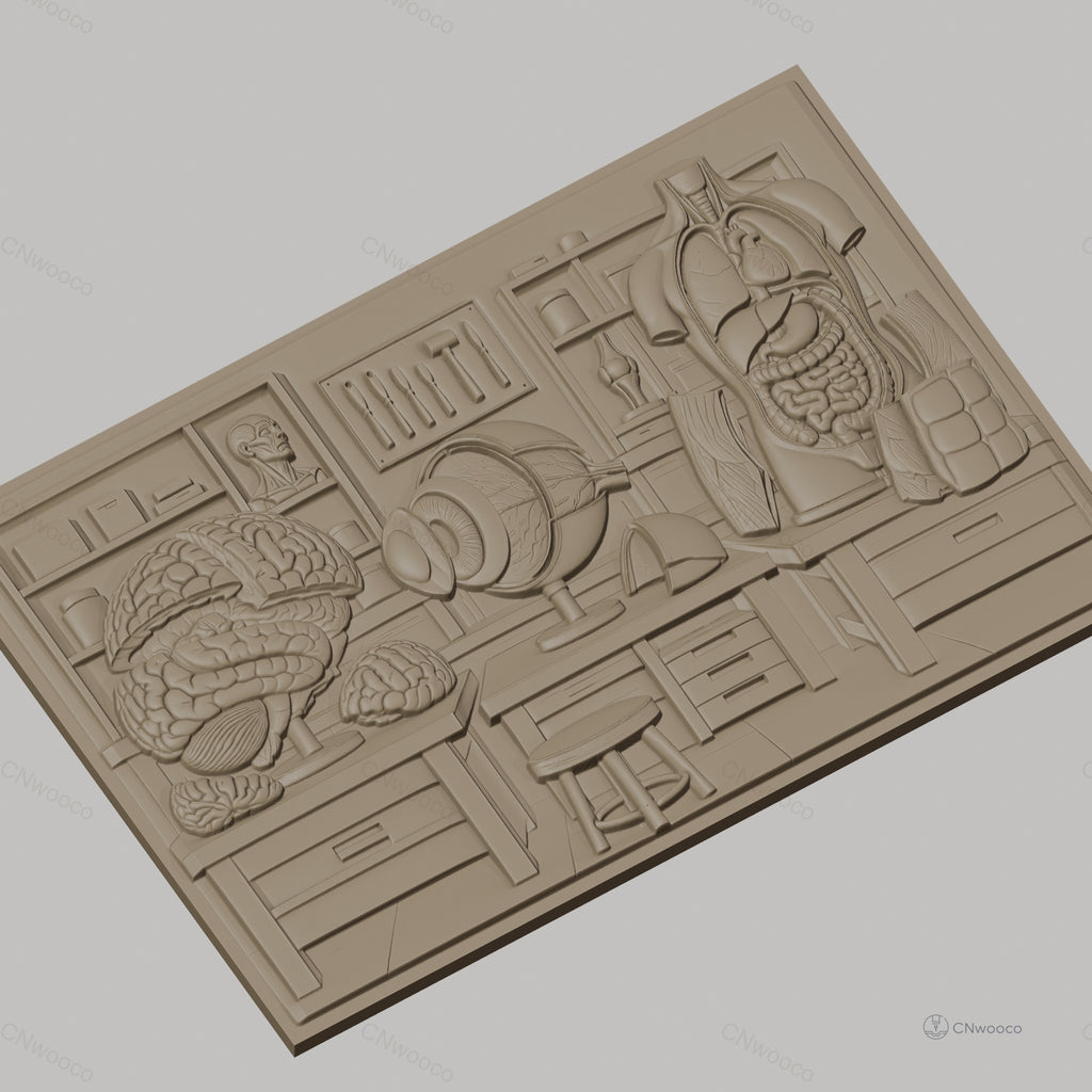 Fichier CNC & impression 3D anatomie humaine, cerveau, œil, torso, haute qualité relief STL