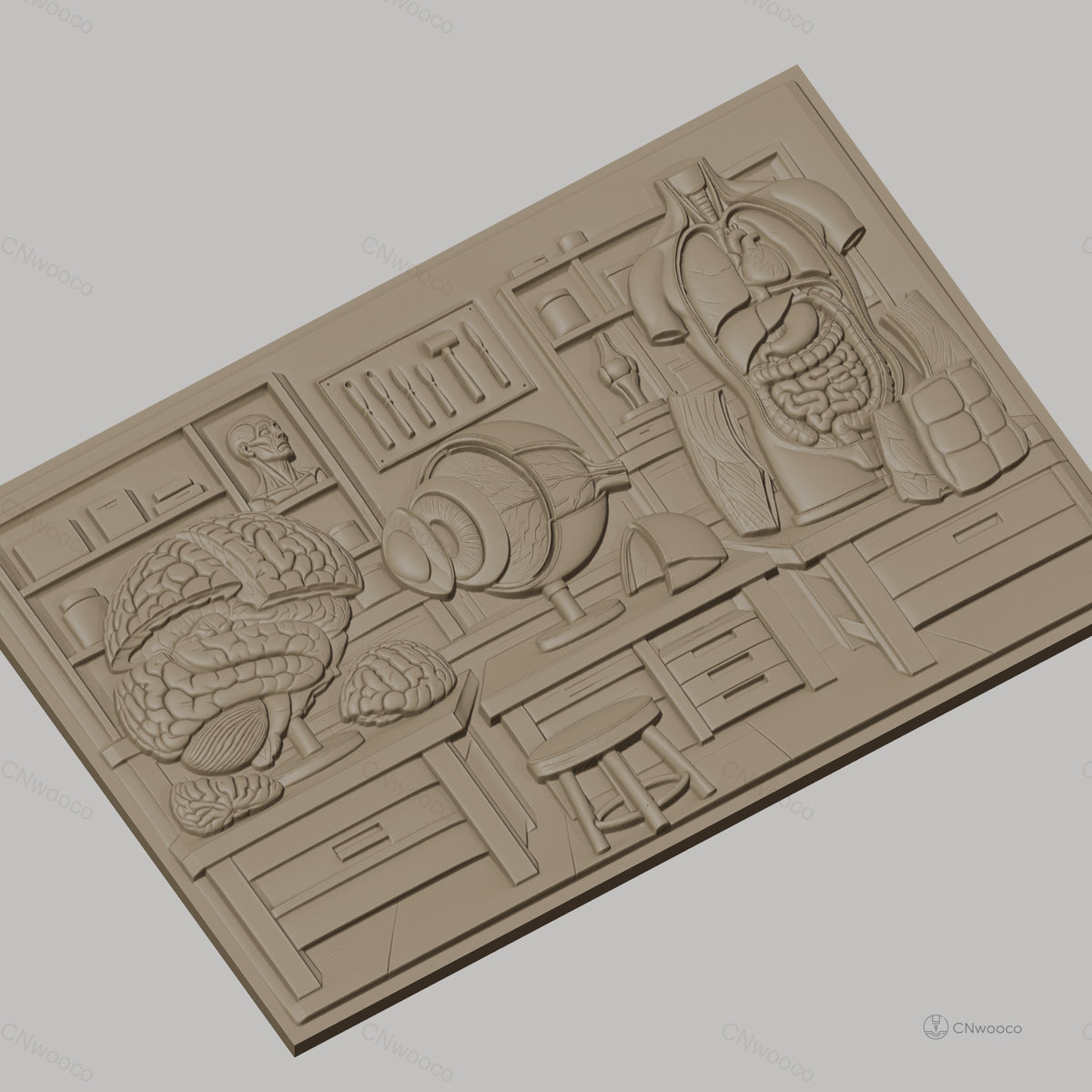 Fichier CNC & impression 3D anatomie humaine, cerveau, œil, torso, haute qualité relief STL